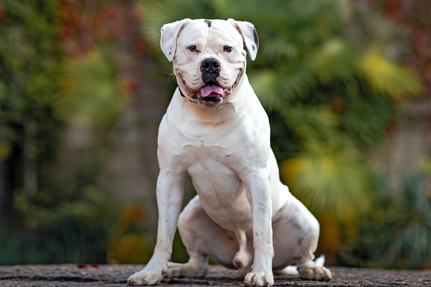 american bulldog