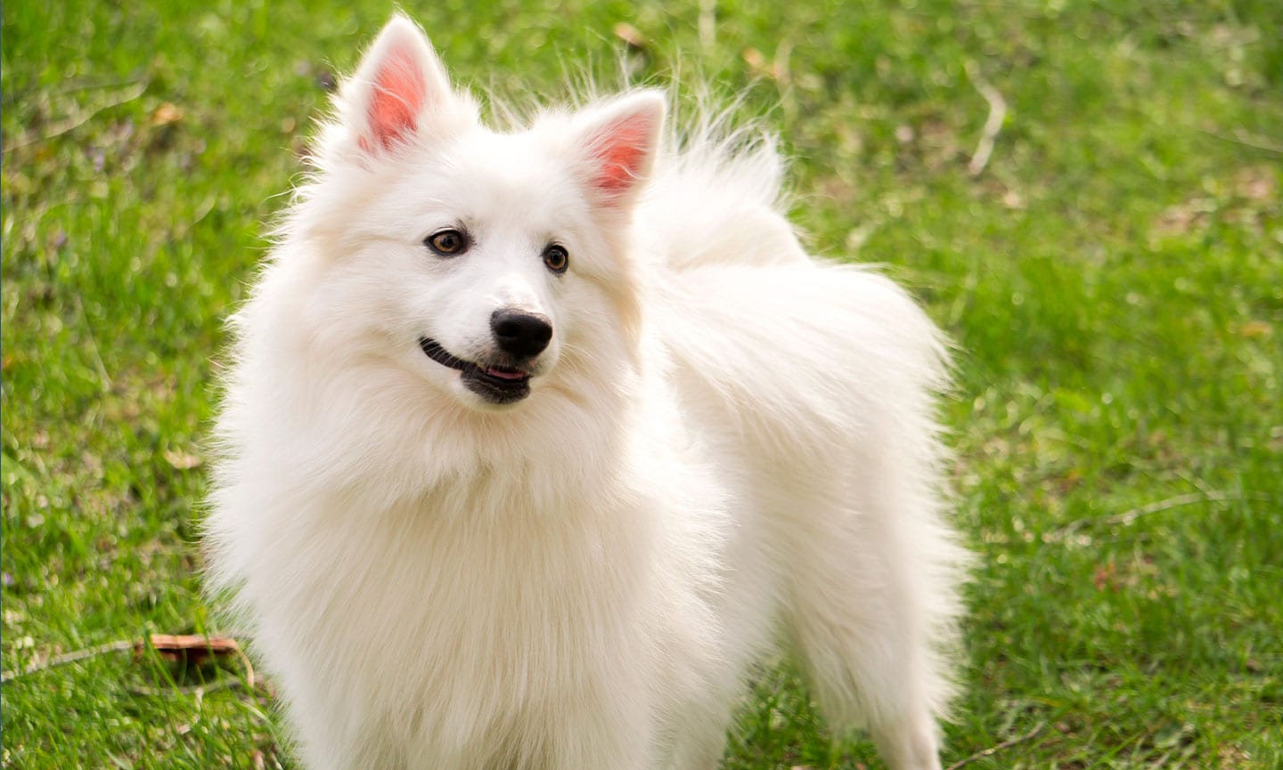 american eskimo dog
