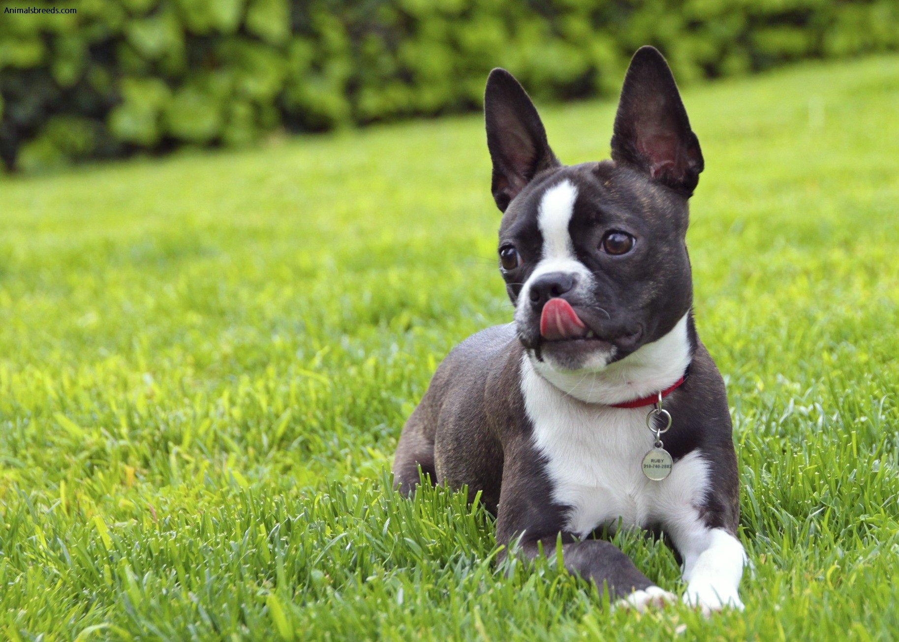 boston terrier