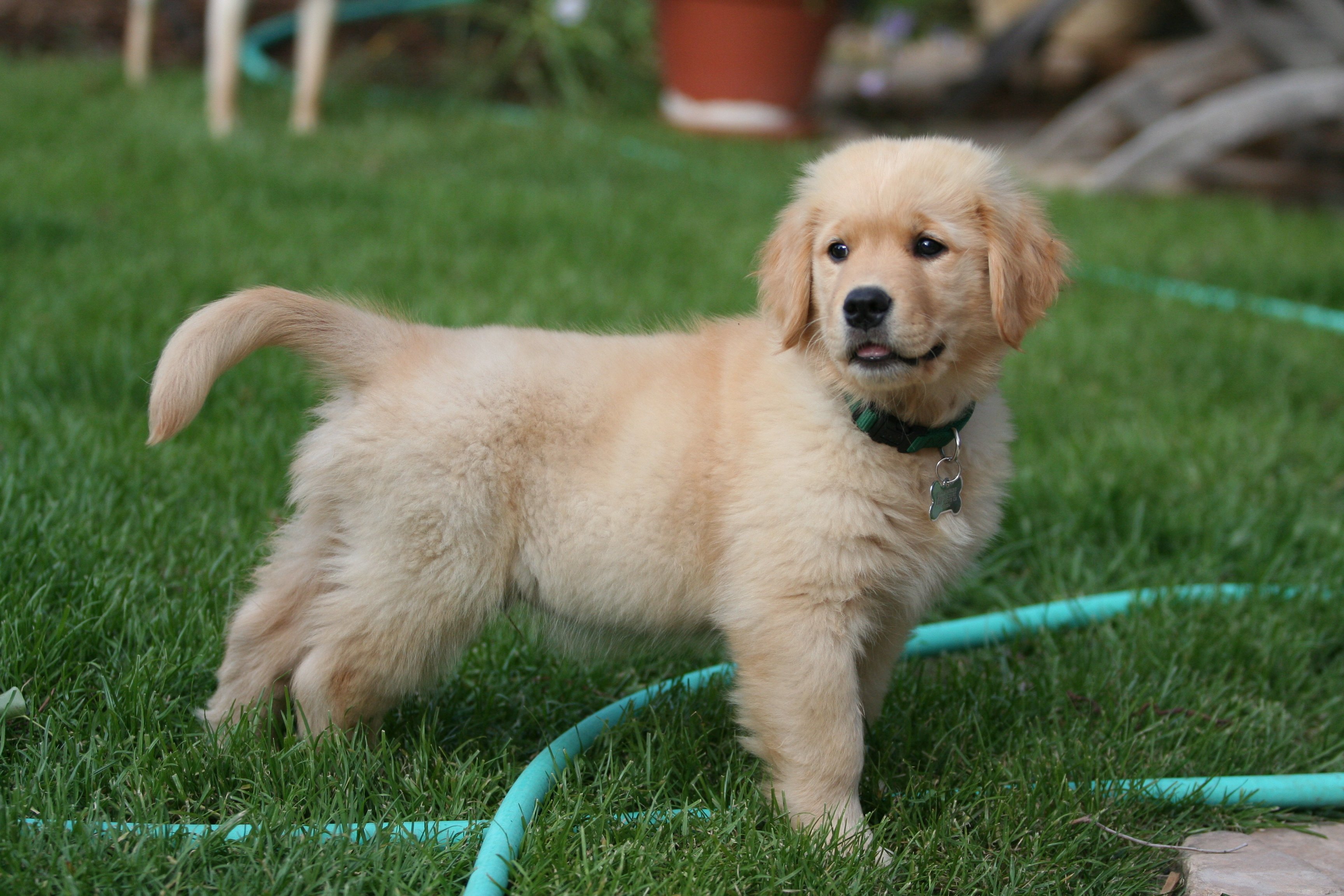 golden retriever